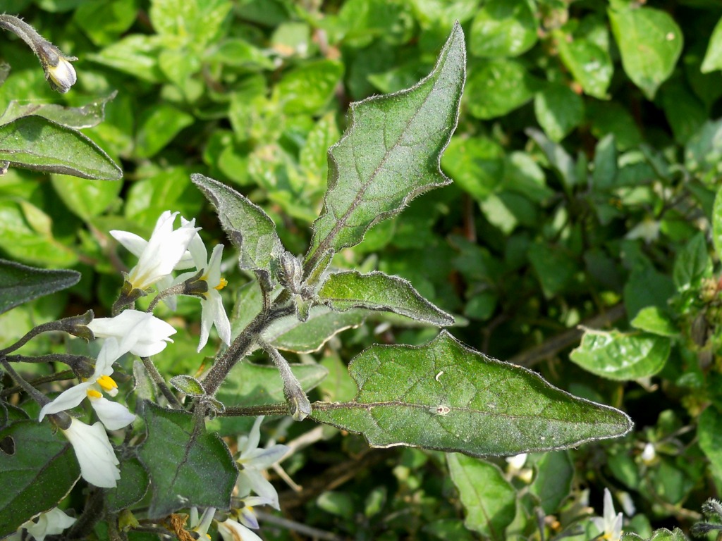 Fiore bianco 2 - Solanum sp.